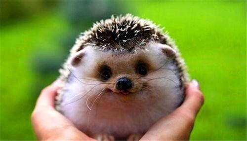 动物爆料可爱刺猬视频 第2张 动物爆料可爱刺猬视频 第2张